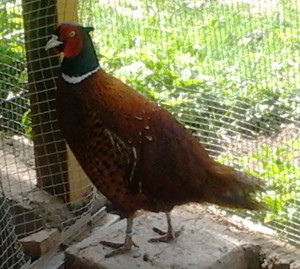Jagdfasan