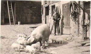 ferienbauernhof Zeltnerhof, Schweinefamilie ferienbauernhof Zeltnerhof, Schweinefamilie