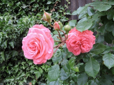 Mehr über den Artikel erfahren Rosen