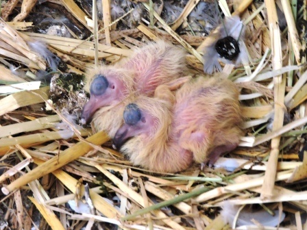 Mehr über den Artikel erfahren Baby-Boom im Taubenschlag