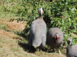 Zetlnerhof Perlhuhn Hintern