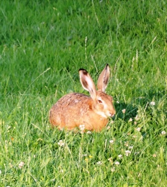 Mehr über den Artikel erfahren Morgens, halb 9 auf dem Bauernhof…