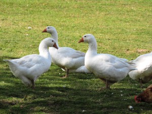 Mehr über den Artikel erfahren Weidegänse vom Bauernhof zu verkaufen