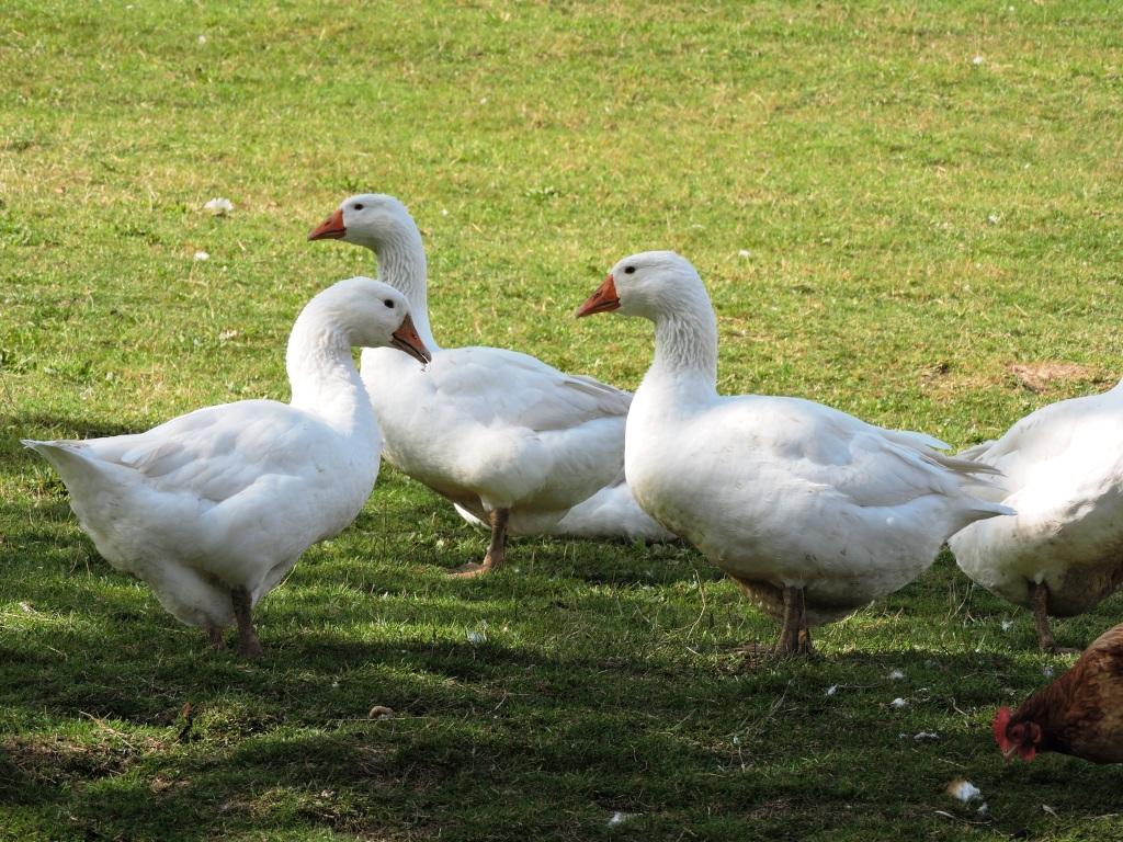 Mehr über den Artikel erfahren Weidegänse vom Bauernhof zu verkaufen