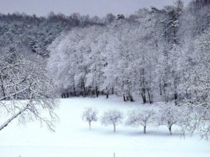 Mehr über den Artikel erfahren Advent auf dem Bauernhof