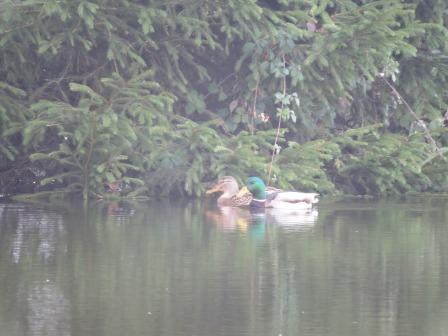 Bauernhof Kinder, Enten, Zeltnerhf