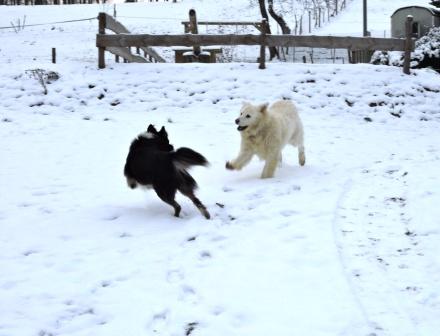 Bauernhof für Kinder, Hunde, Zeltnerhof