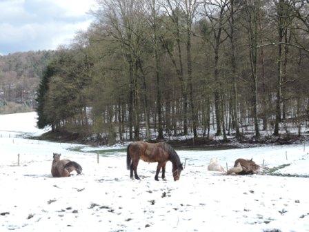Pferde wälzen, Bauernhof Kind, Zeltnerhof