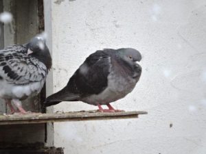Mehr über den Artikel erfahren Wintereinbruch Ende April