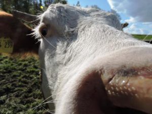 Mehr über den Artikel erfahren Bauernhof – Momente