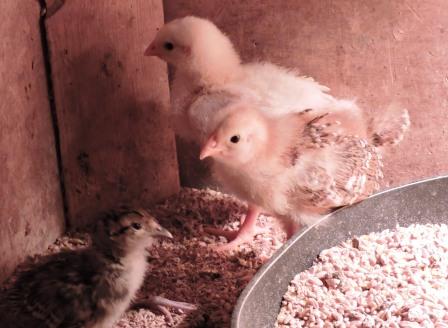 Küken Huhn und Fasan, Urlaub auf dem Bauernhof, Zeltnerhof