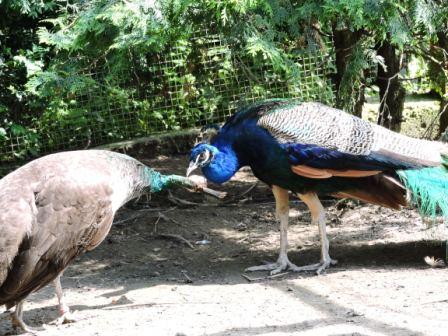 Pfau Paar, Urlaub auf dem Bauernhof, Zeltnerhof