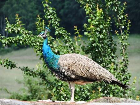Pfau jung auf Dach vor Busch, Urlaub auf dem Bauernhof