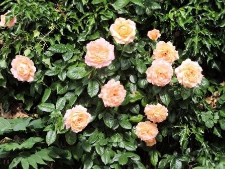 Rosen apricot, Urlaub Bauernhof