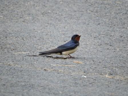 junge Schwalbe im Hof, Urlaub auf dem Zeltnerhof