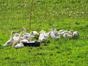 Mehr über den Artikel erfahren Neue Tiere auf dem Bauernhof