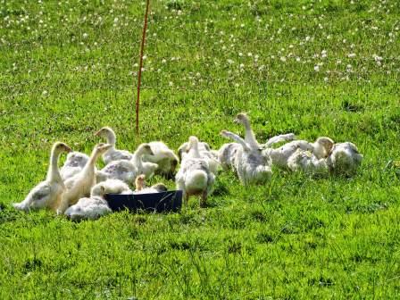 Mehr über den Artikel erfahren Neue Tiere auf dem Bauernhof