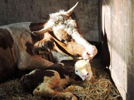 Kälbchen Bobby, Auge zudrücken, Urlaub auf dem Bauernhof