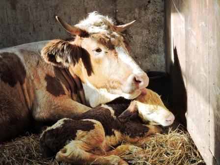 Kälbchen Bobby wird geputzt, Zeltnerhof, Urlaub auf dem Bauernhof