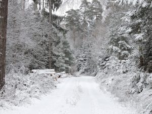 Mehr über den Artikel erfahren Wintereinbruch auf dem Zeltnerhof