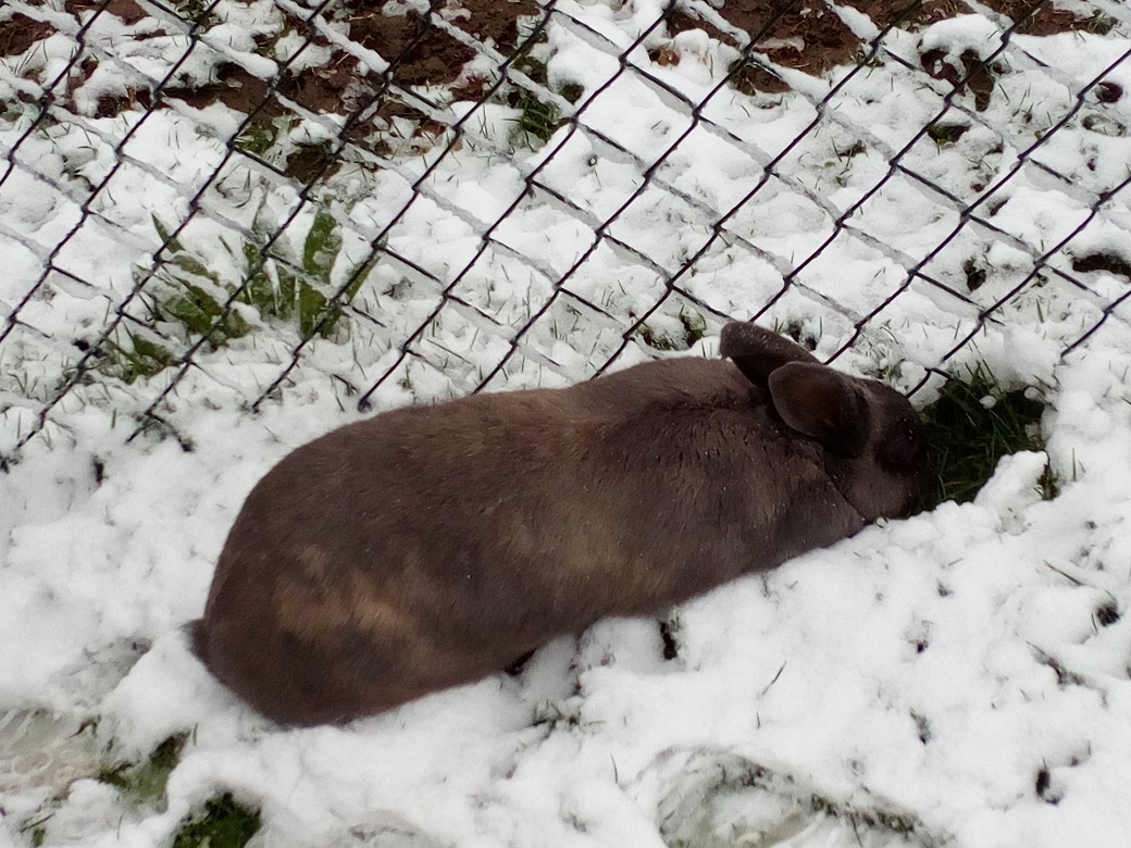 Mehr über den Artikel erfahren Osterhase im Winterurlaub