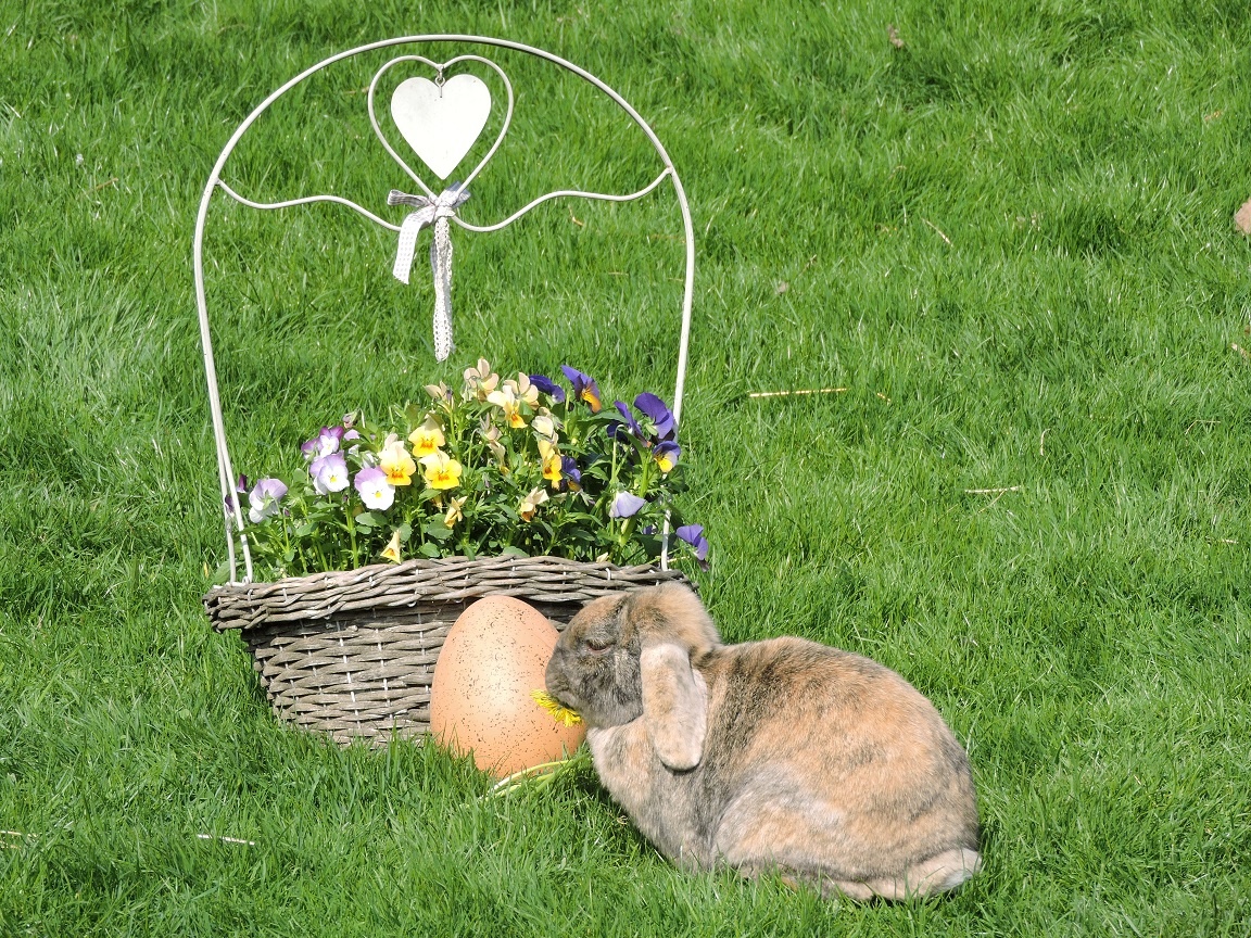 Mehr über den Artikel erfahren FROHE OSTERN !!!