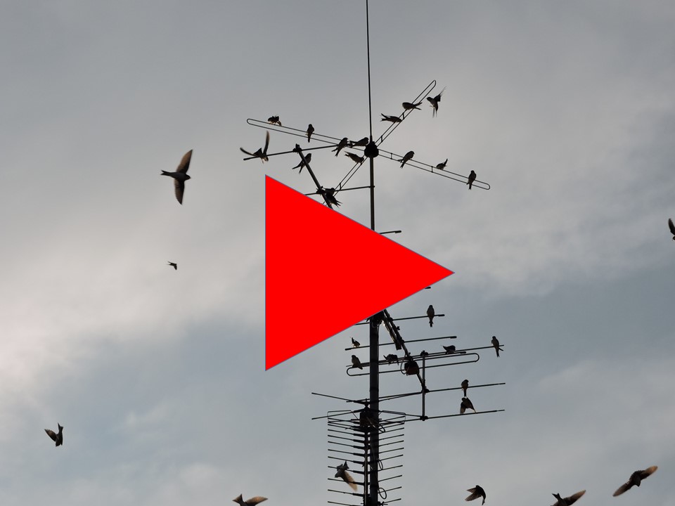 Du betrachtest gerade Die Schwalben sammeln sich…