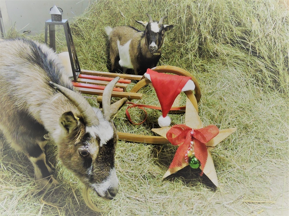 Mehr über den Artikel erfahren Frohe Weihnachten