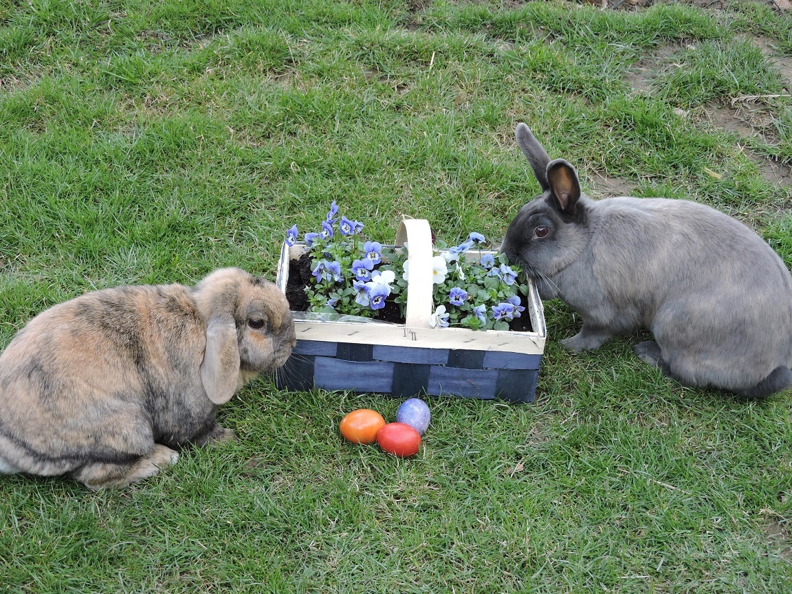 Mehr über den Artikel erfahren Osterhase 2018