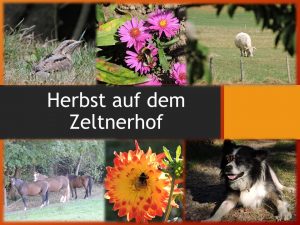 Mehr über den Artikel erfahren Herbst auf dem Zeltnerhof
