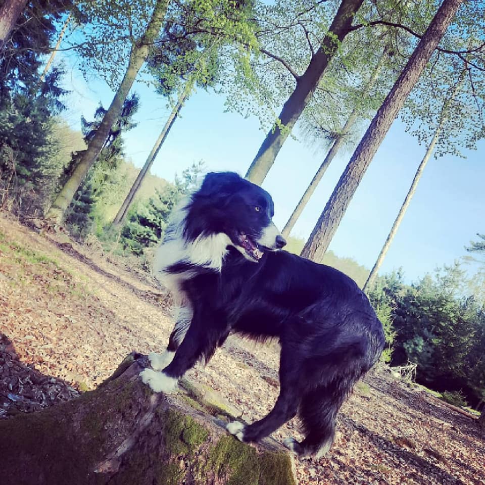 Border Collie, Shadow, www.Zeltnerhof.de, Urlaub auf dem Bauernhof