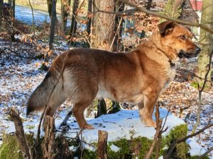 Nala, unsere wilde Mischung